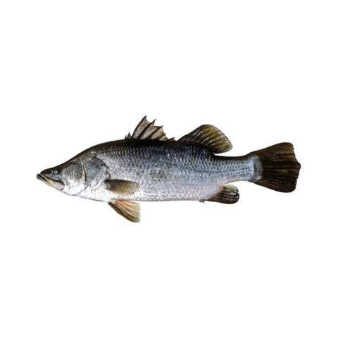 Baramundi