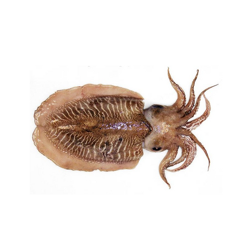 Cuttle fish