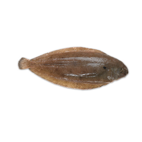 Dover Sole