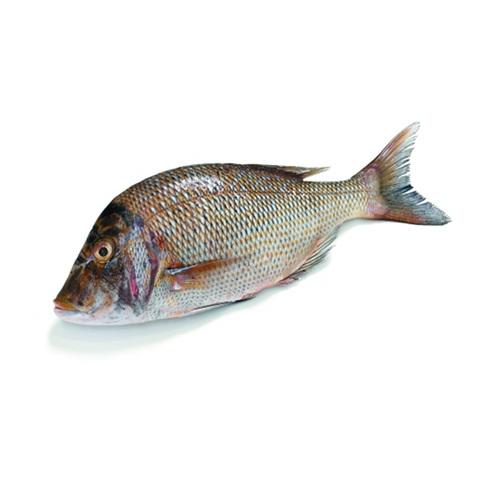 Emporer Snapper