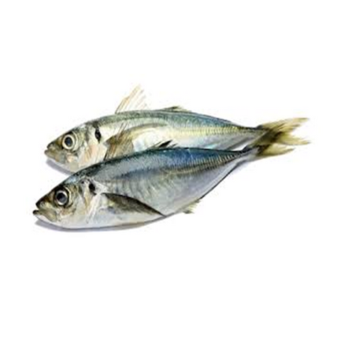 Jack fish or Horse Mackerel