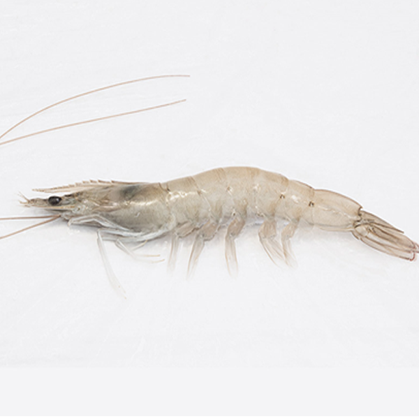 King Prawn