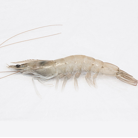 King Prawn