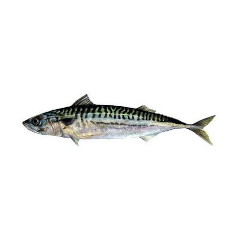 Mackerel