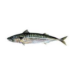 Mackerel