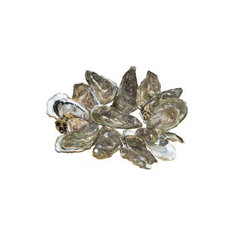Oysters (live)