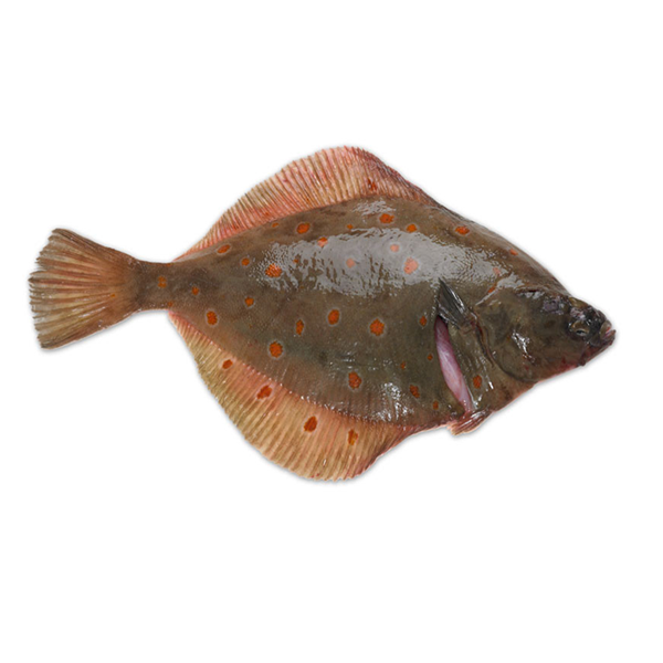 Plaice