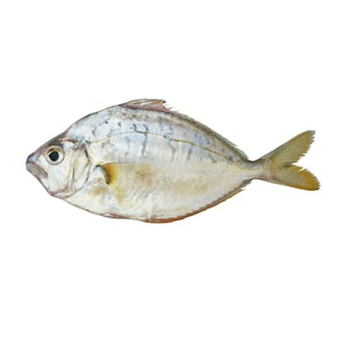 Pony Fish