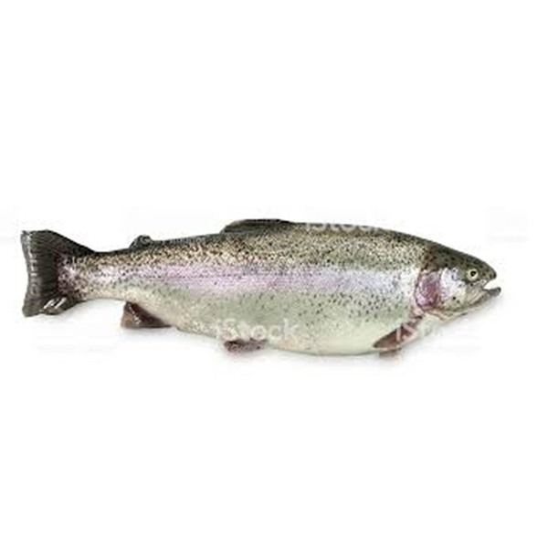 Rainbow Trout