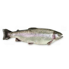 Rainbow Trout