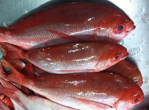 Red Snapper