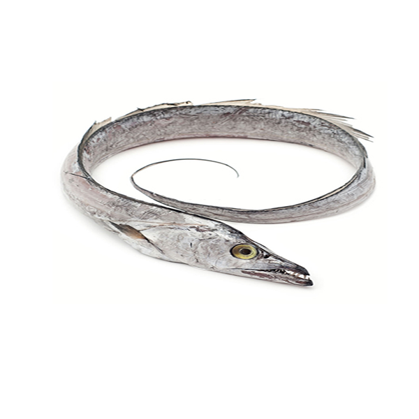 Ribbon Fish or Spada