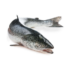 Salmon whole