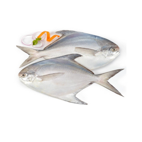 silver pomfret