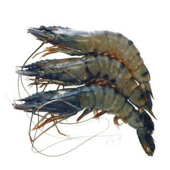 Tiger Prawn