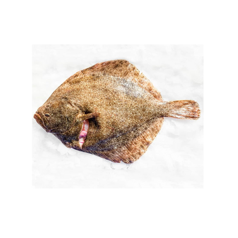 Turbot