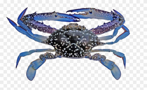 Blue swimming crab
