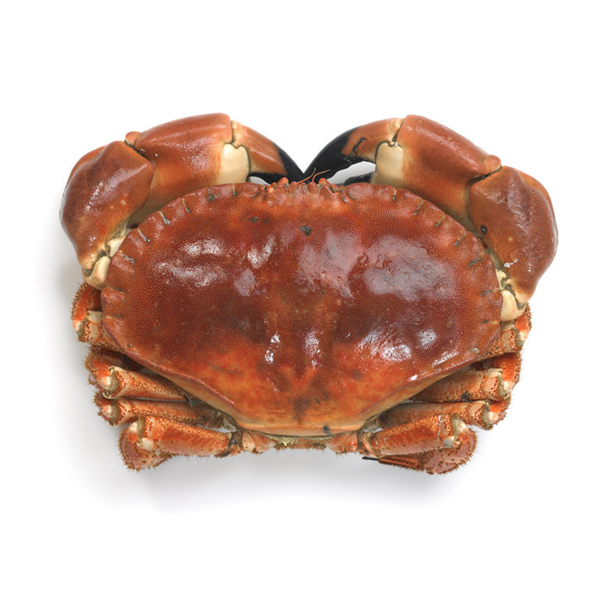 Cornish Crab Large  (live)