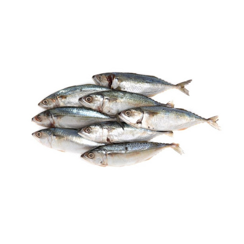 Indian Mackerel