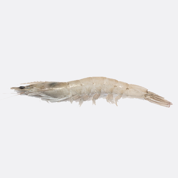 King prawn (xl size) £12.99KG