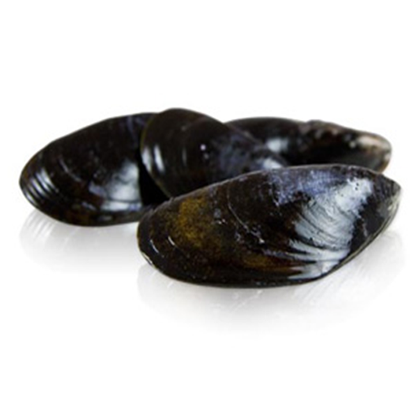 Mussels  (live) kg