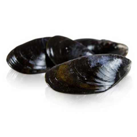 Mussels  (live) kg