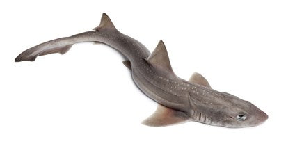 Baby Shark