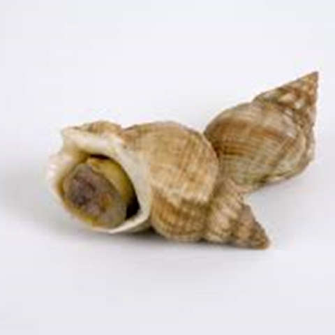 Whelks (live)