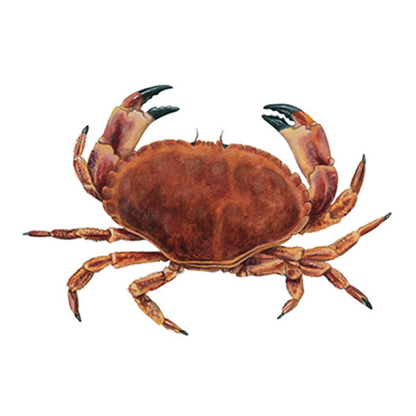 Big Brown Crabs