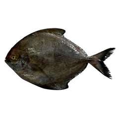 Black Pomfret Fish