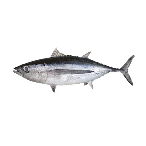 Bonito or Baby Tuna