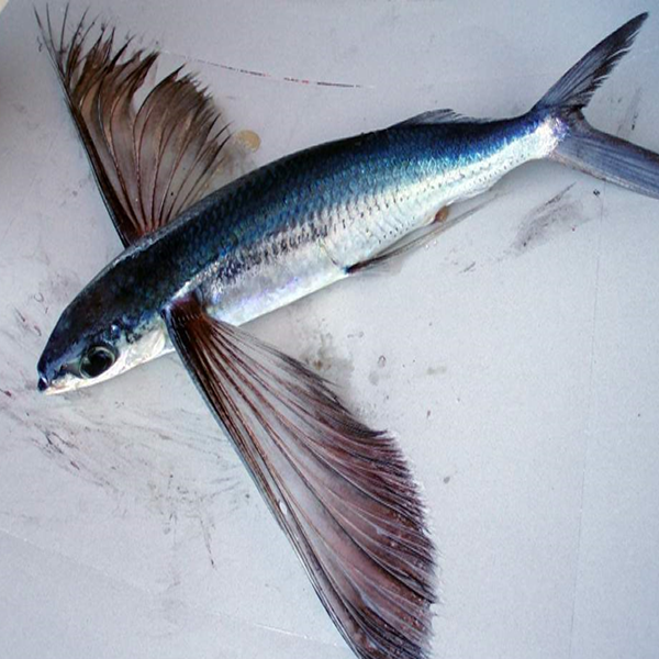 Flying Fish - Reading Quality Fish Flying Fish - Reading Quality Fish