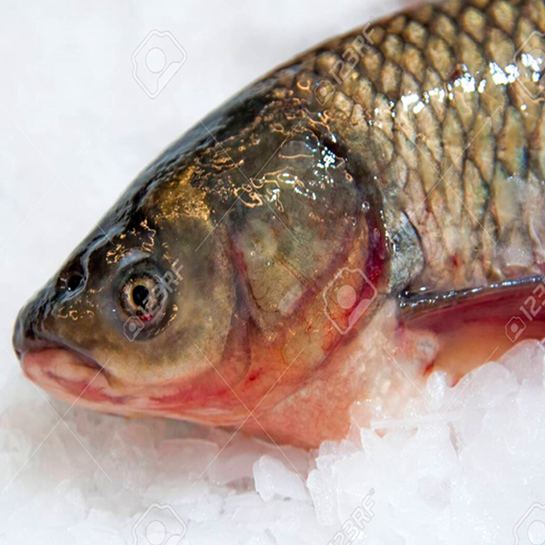 Freshwater carp deals