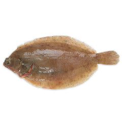 Lemon Sole Fish