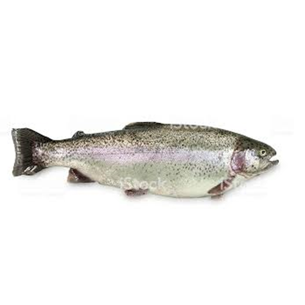 Rainbow Trout - Reading Quality Fish