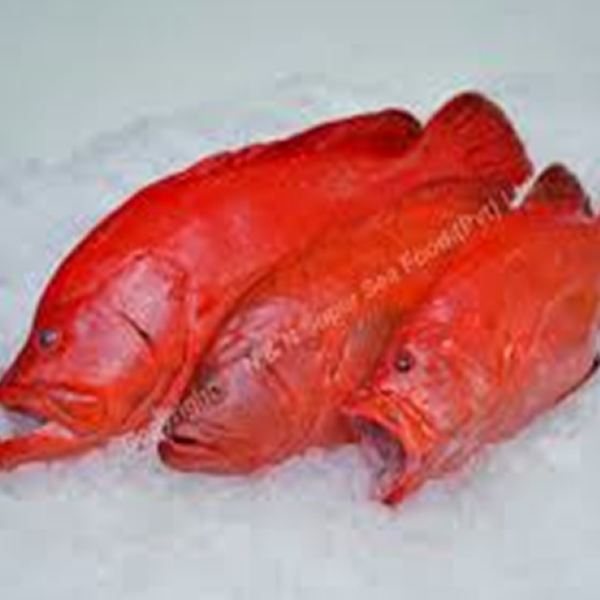 Red Grouper or Butter fish