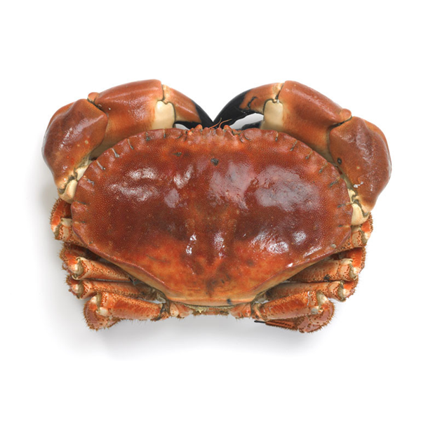 Cornish Crab Medium Size  (live)