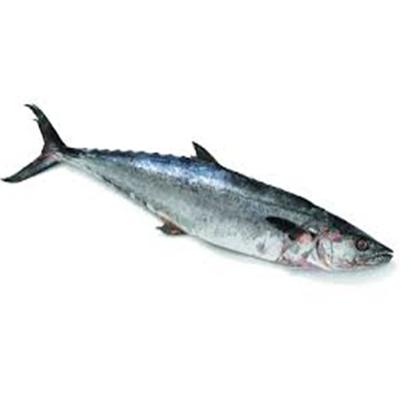 King Fish Reading Quality Fish