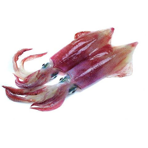 Squid (CALAMARI)